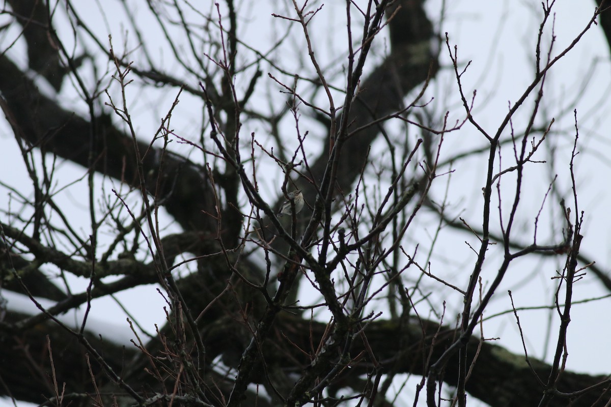 Yellow-rumped Warbler (Myrtle) - Steve Walker