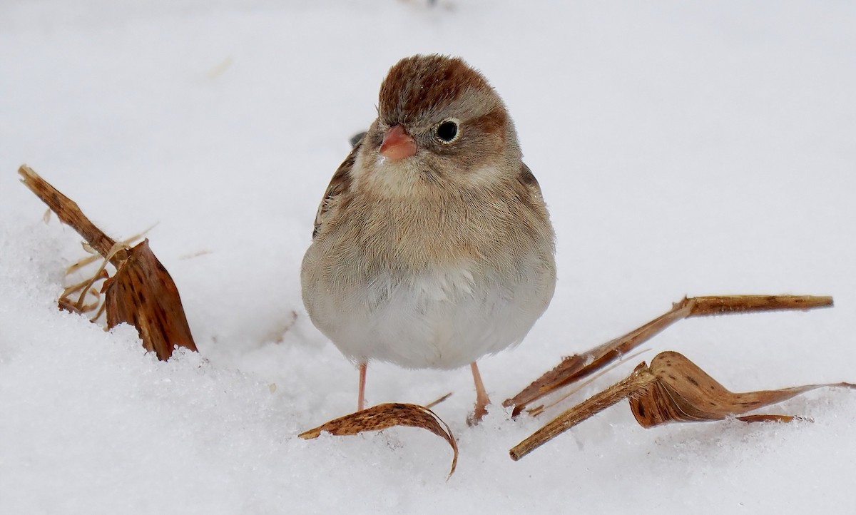 Field Sparrow - Ken Winkler