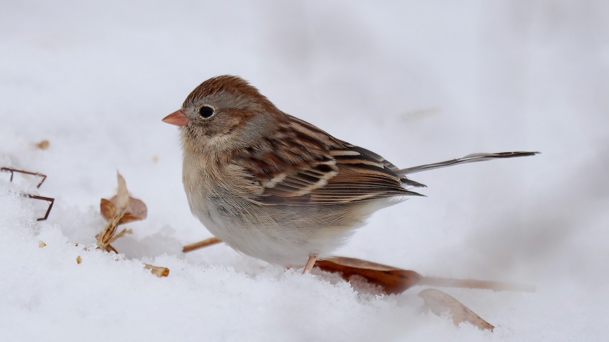 Field Sparrow - Ken Winkler