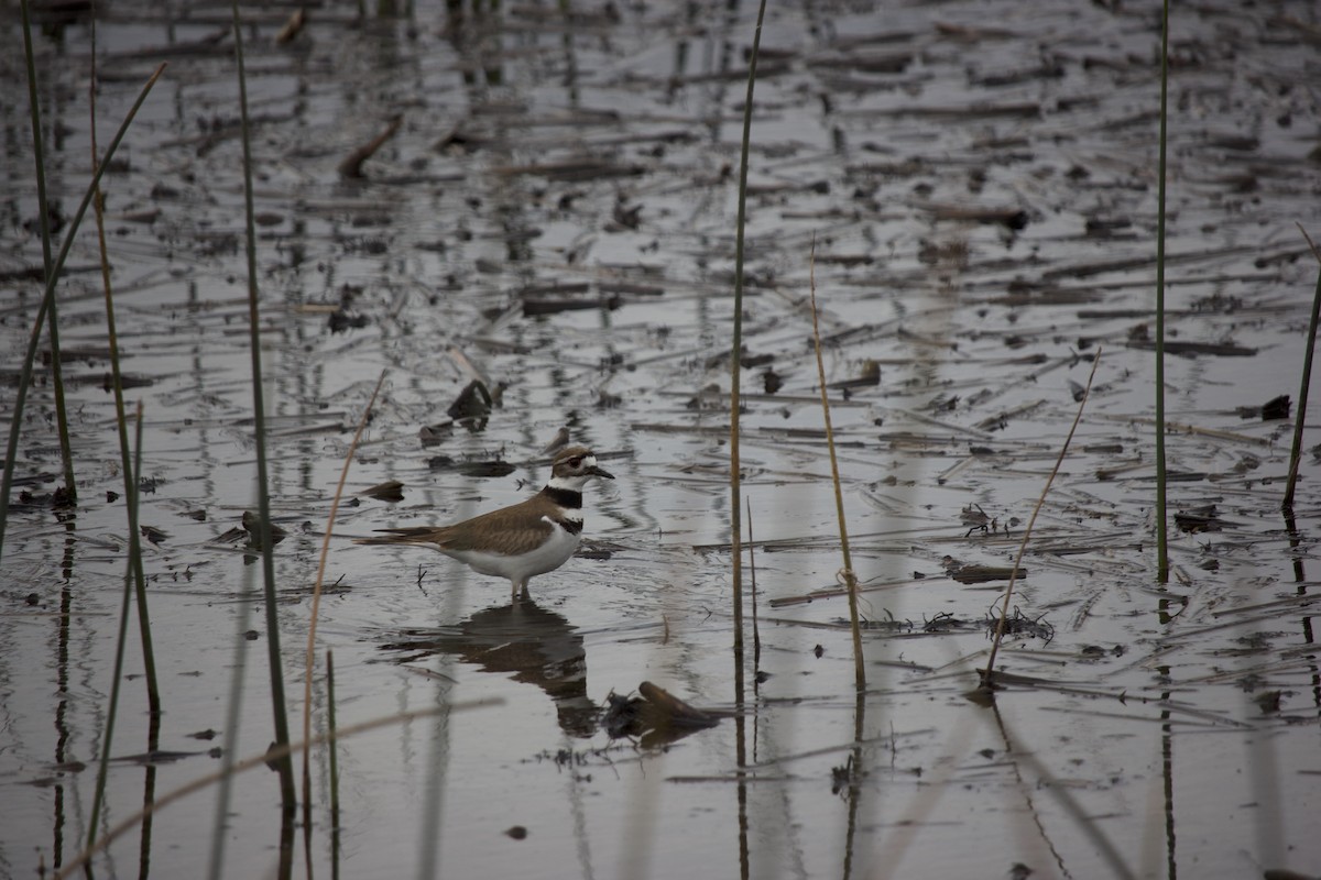 Killdeer - ML613960377