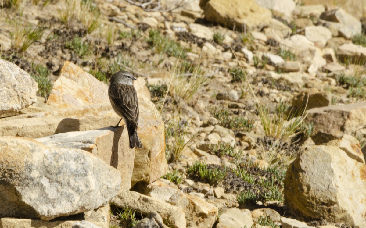 Ash-breasted Sierra Finch - ML613960389
