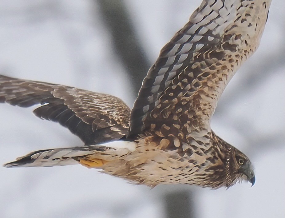 Northern Harrier - ML613960392