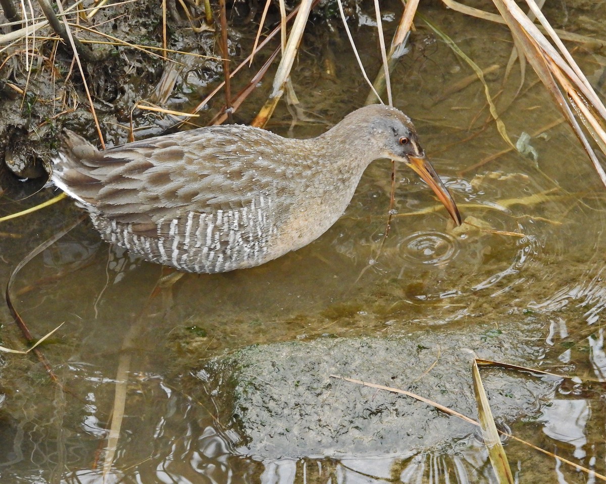 Clapper Rail - ML613960395