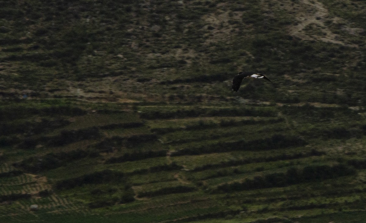 Mountain Caracara - ML613960489