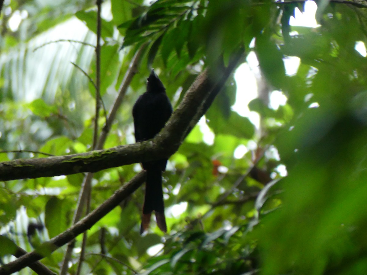 Sri Lanka Drongo - Andrew Sides