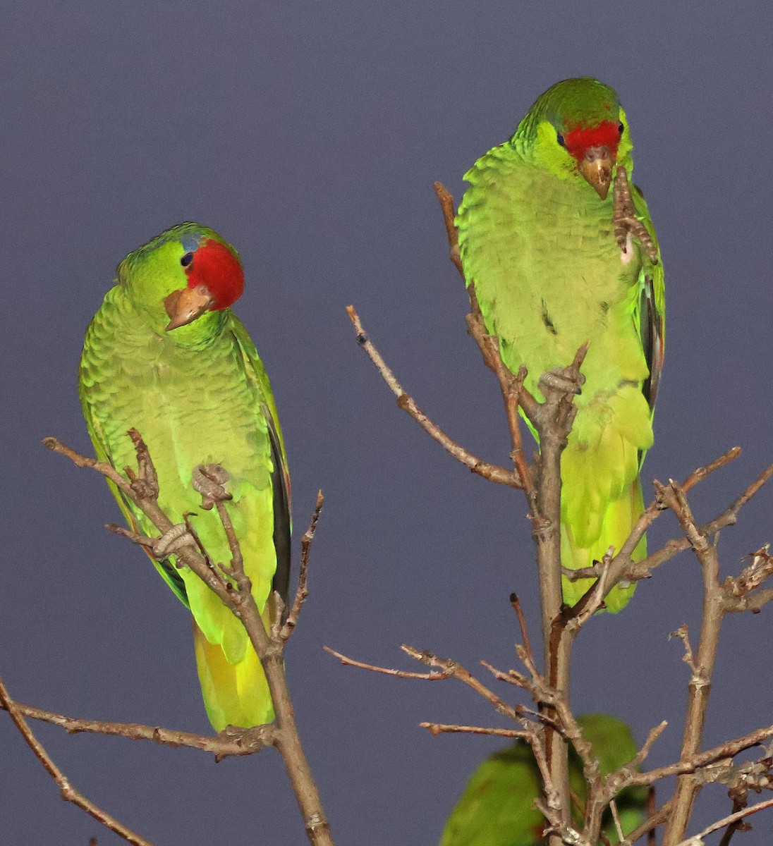 メキシコアカボウシインコ - ML613960619