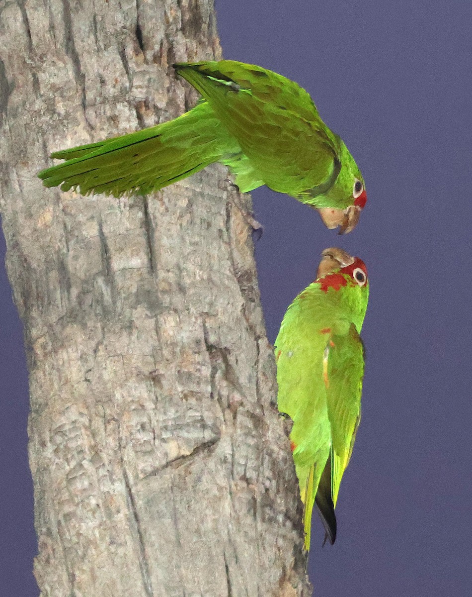 Conure mitrée - ML613960630