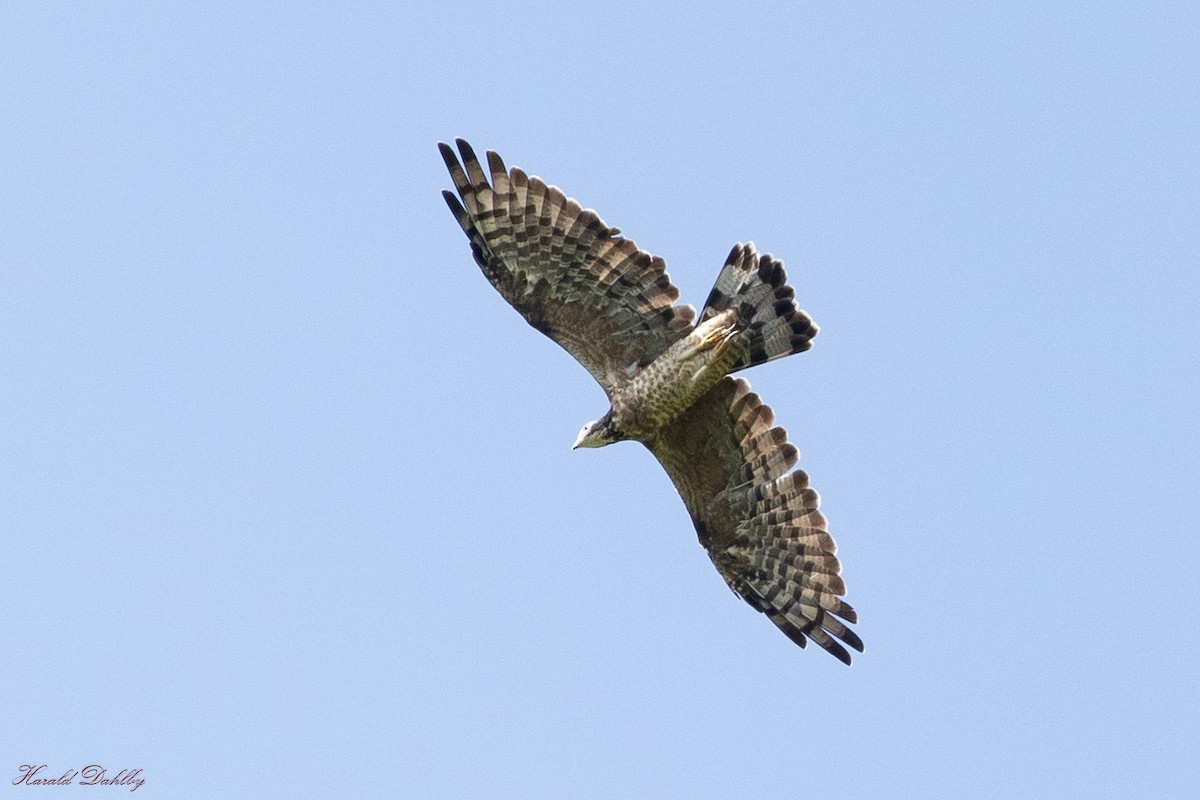 Oriental Honey-buzzard - ML613960697