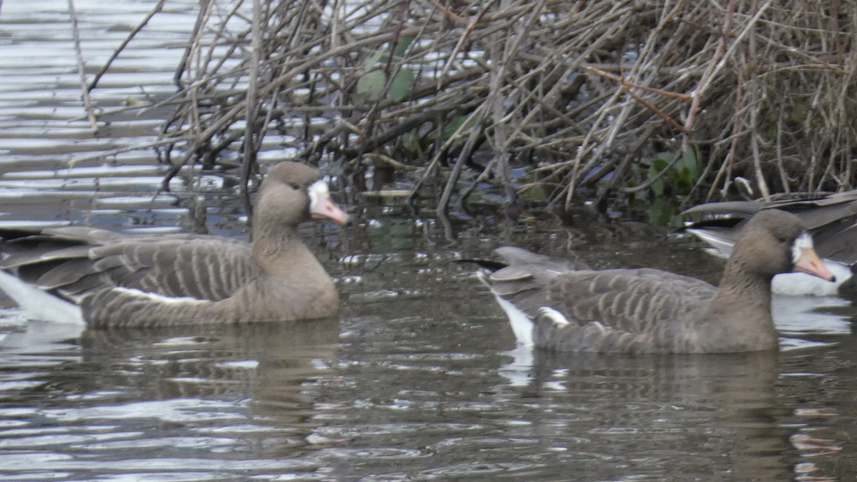 Greater White-fronted Goose - ML613960714