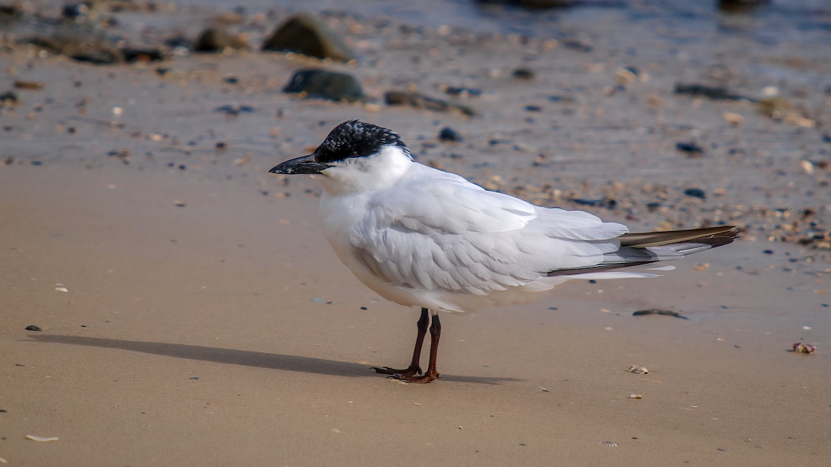 Australian Tern - paul mclelland