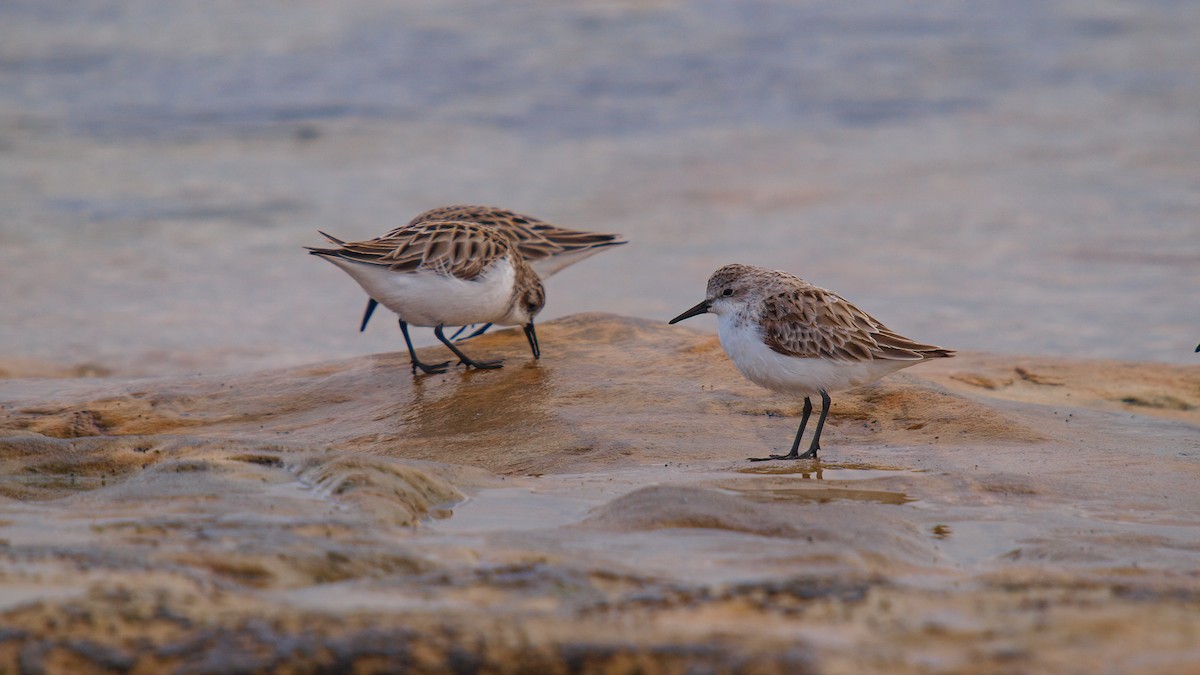 Red-necked Stint - paul mclelland
