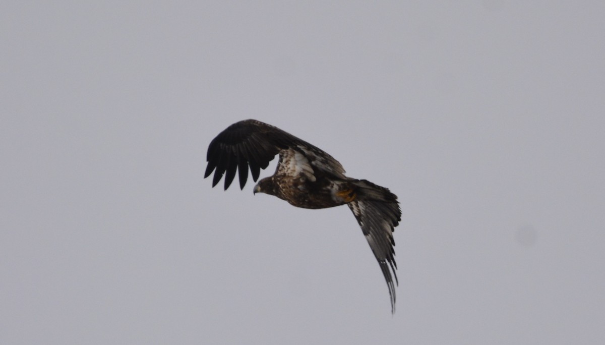 Bald Eagle - Dominique Blanc