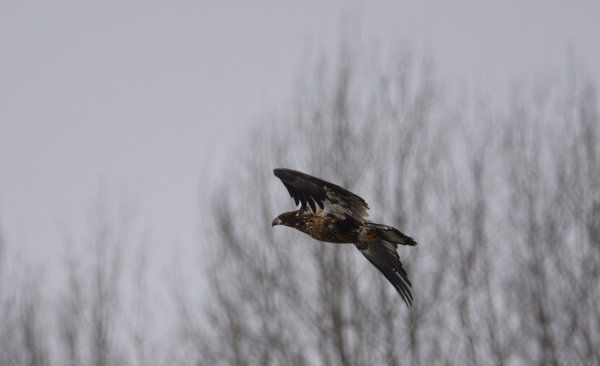 Bald Eagle - ML613960748