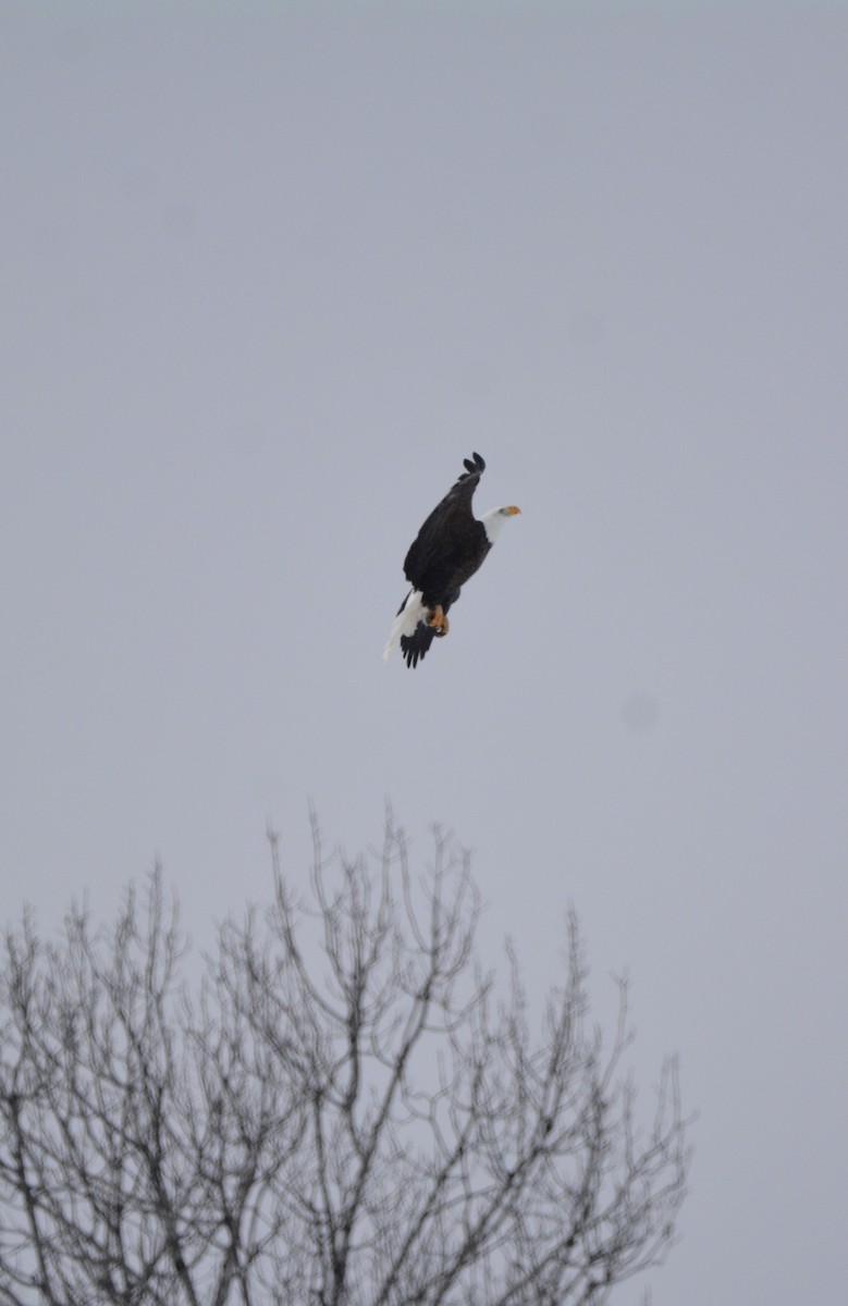 Bald Eagle - ML613960749