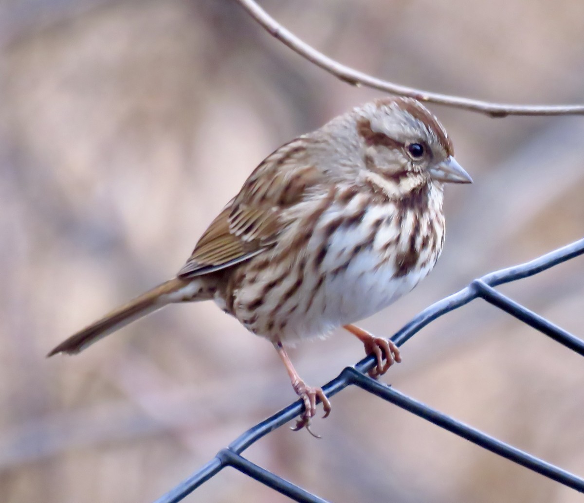 Song Sparrow - ML613960796