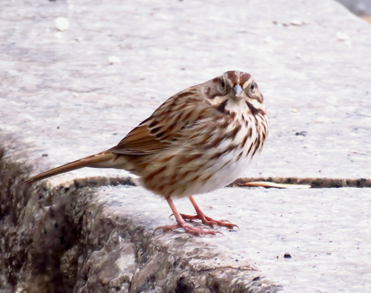 Song Sparrow - ML613960804