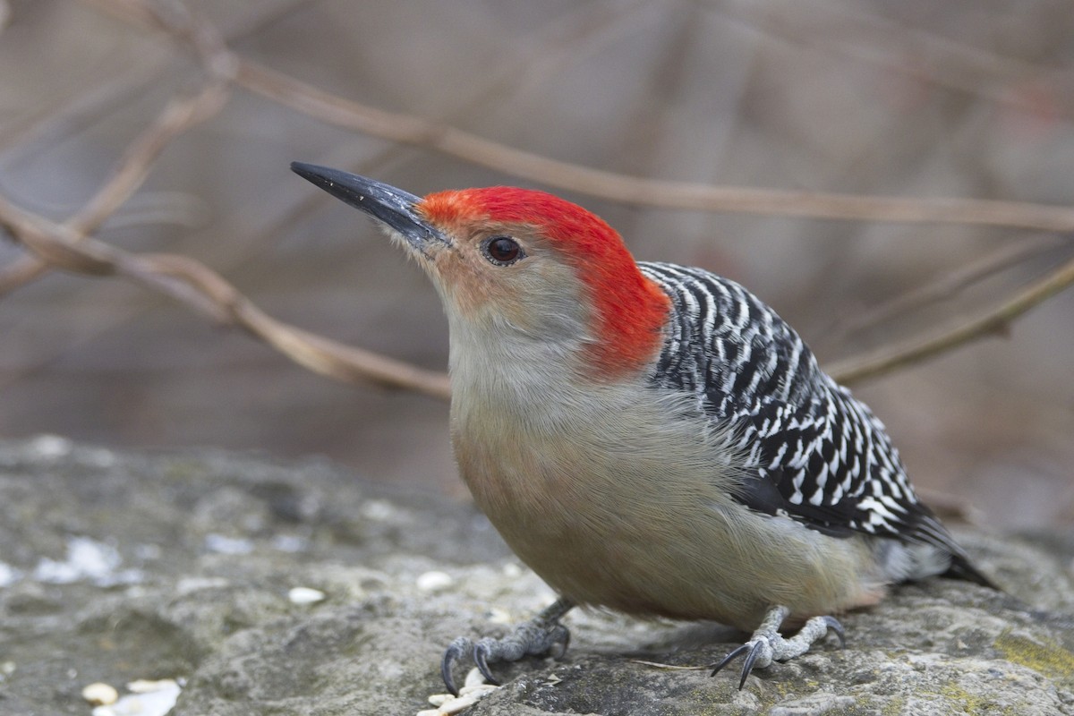 Red-bellied Woodpecker - ML613960810