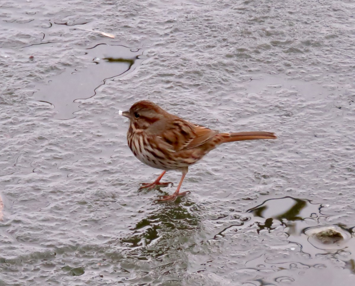 Song Sparrow - ML613960848