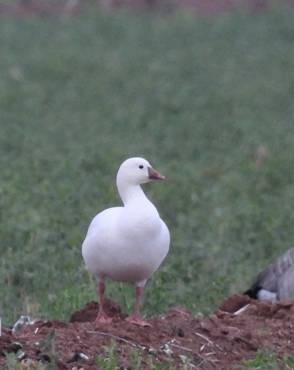 Ross's Goose - ML613960878