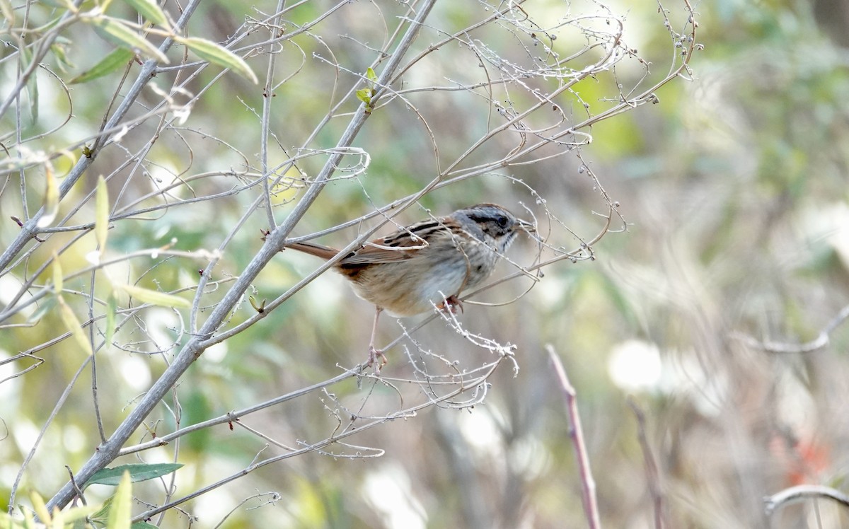 Swamp Sparrow - ML613960884