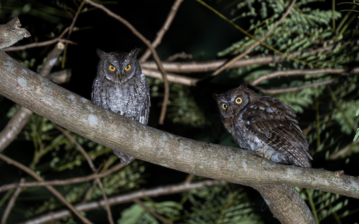 Rinjani Scops-Owl - Forest Botial-Jarvis
