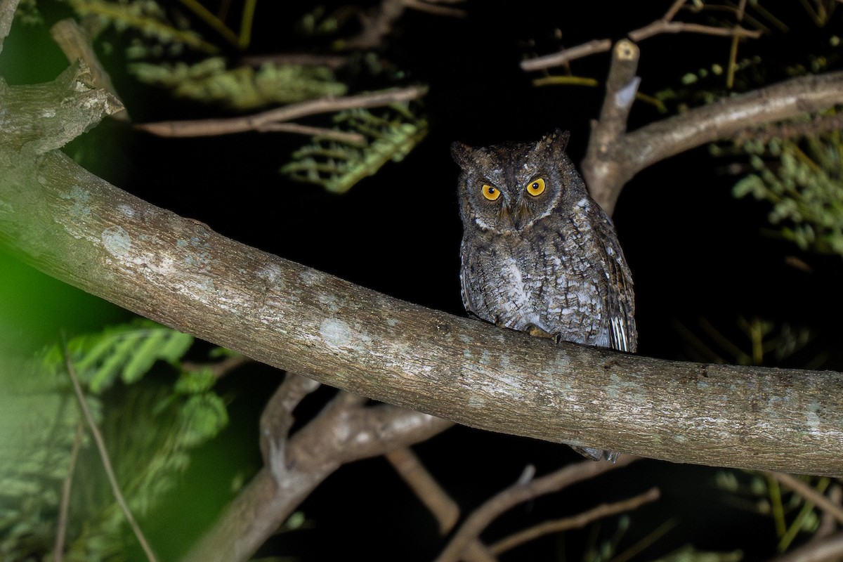 Rinjani Scops-Owl - ML613960892