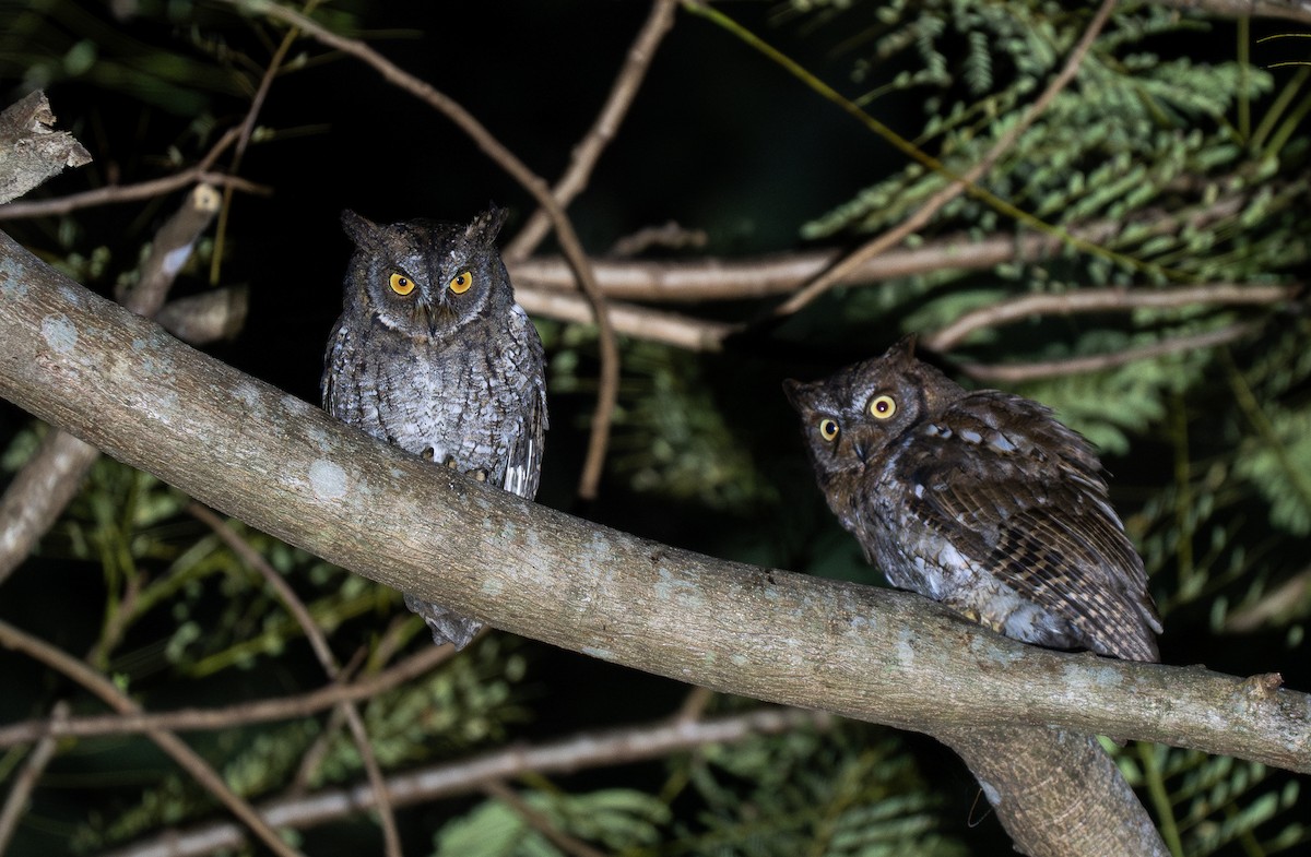 Rinjani Scops-Owl - ML613960893
