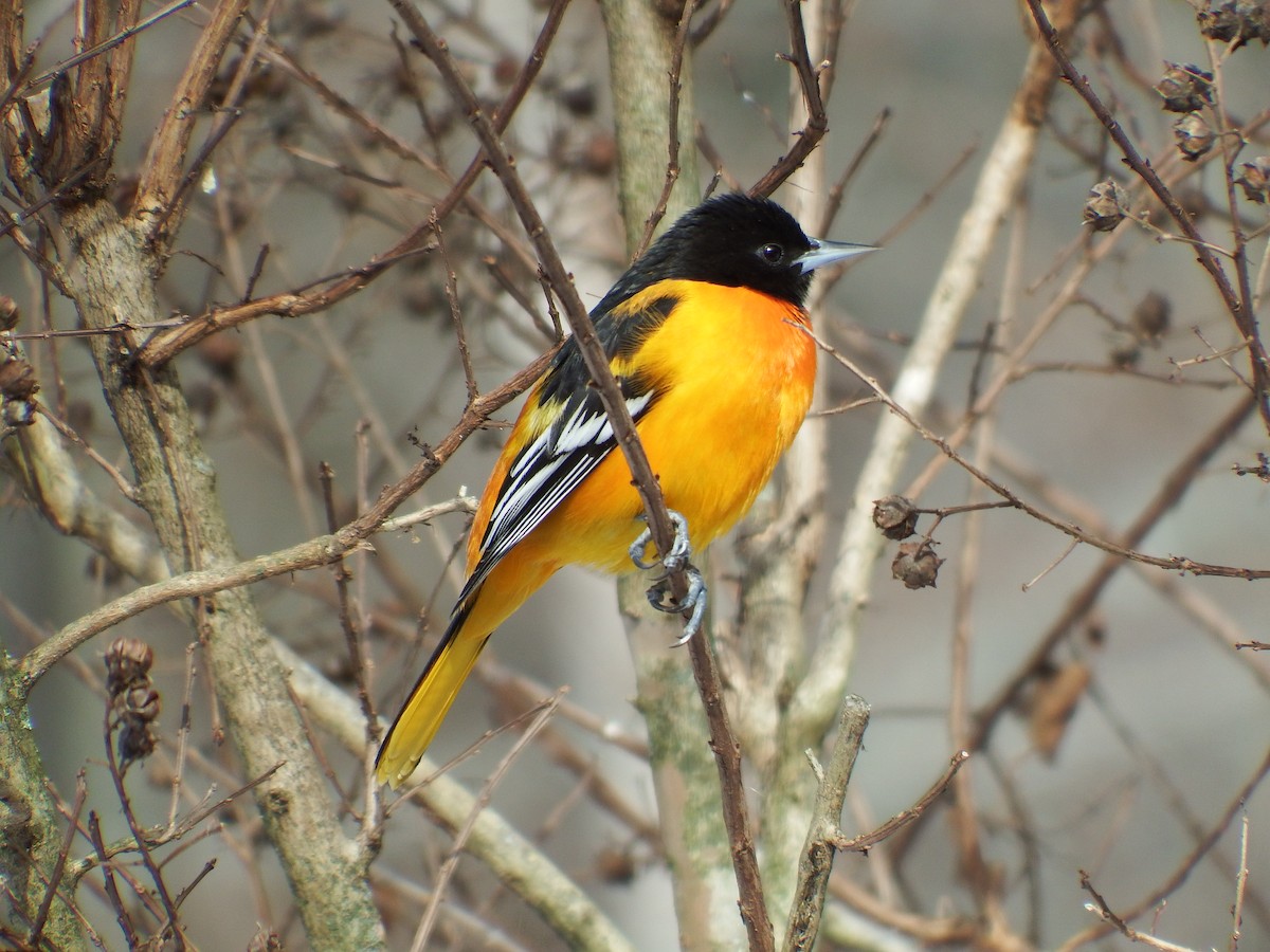 Oriole de Baltimore - ML613960922