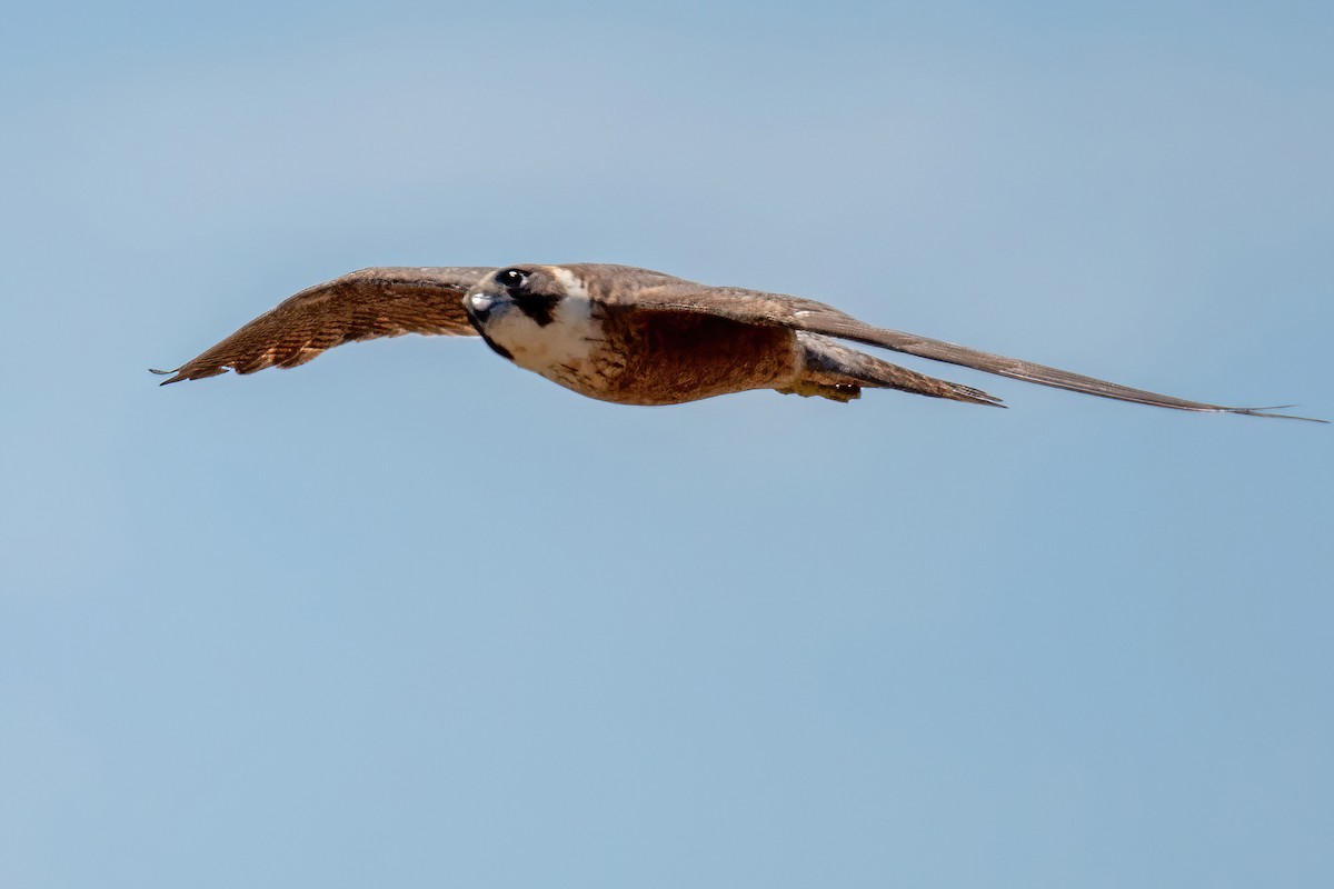 Australian Hobby - ML613960942