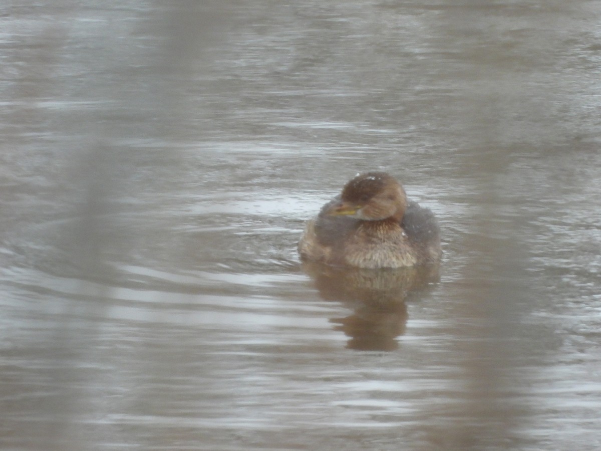 Pied-billed Grebe - ML613960960