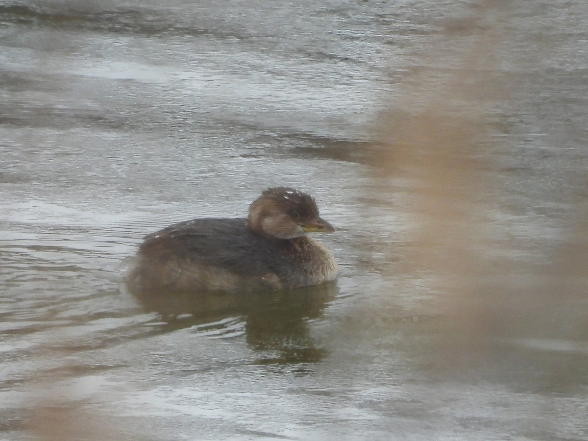 Pied-billed Grebe - ML613960967