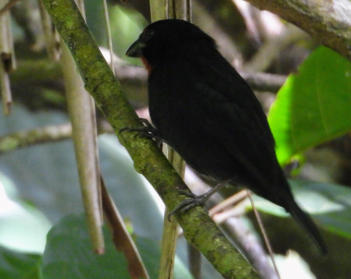 Lesser Antillean Bullfinch - ML613961003