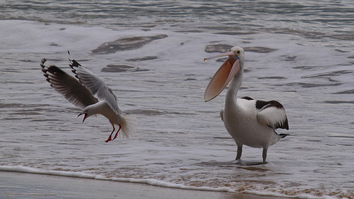 pelikán australský - ML613961024
