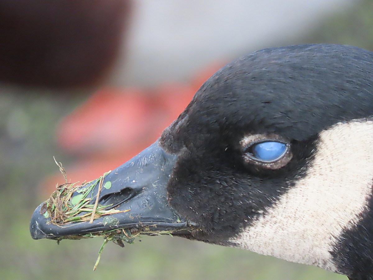 Canada Goose - Martha Keller