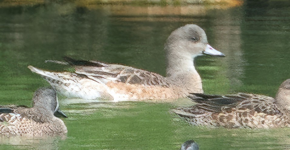 American Wigeon - ML613961143