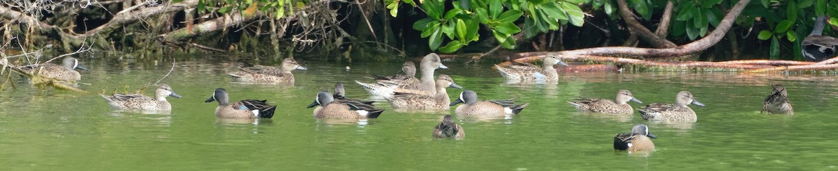 American Wigeon - ML613961145