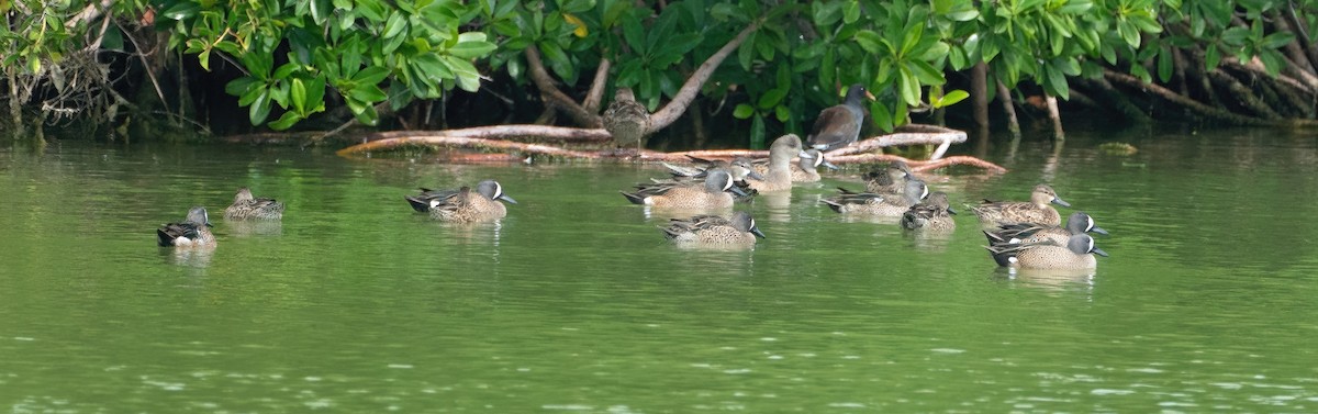 American Wigeon - ML613961146