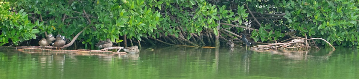 American Wigeon - ML613961147