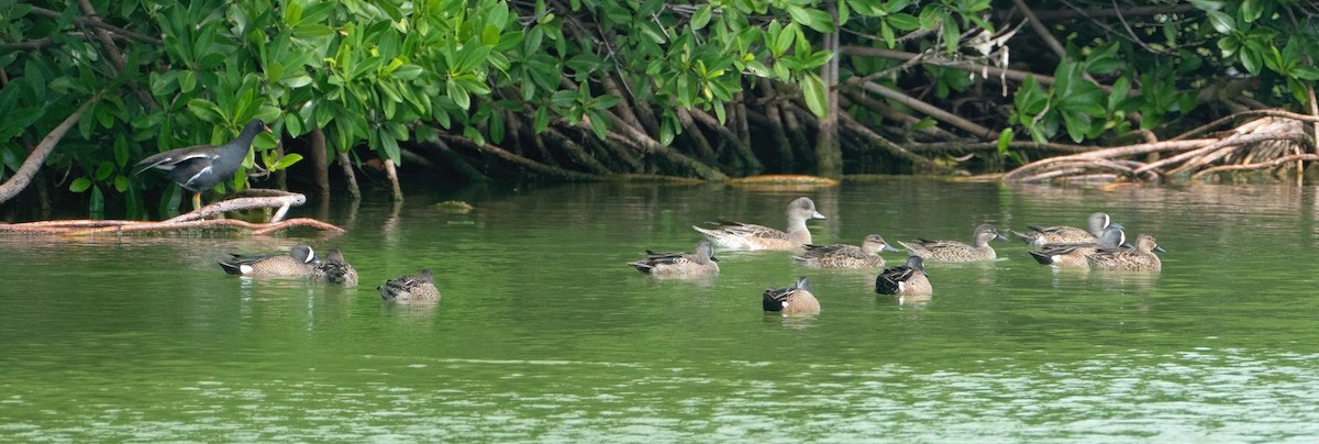 American Wigeon - ML613961149