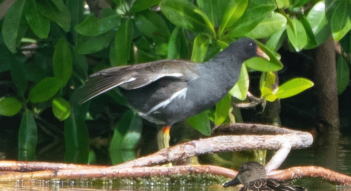 Gallinule d'Amérique - ML613961208