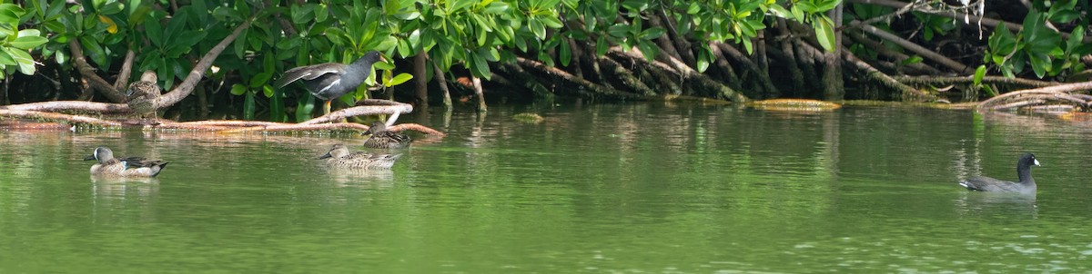 Common Gallinule - ML613961209