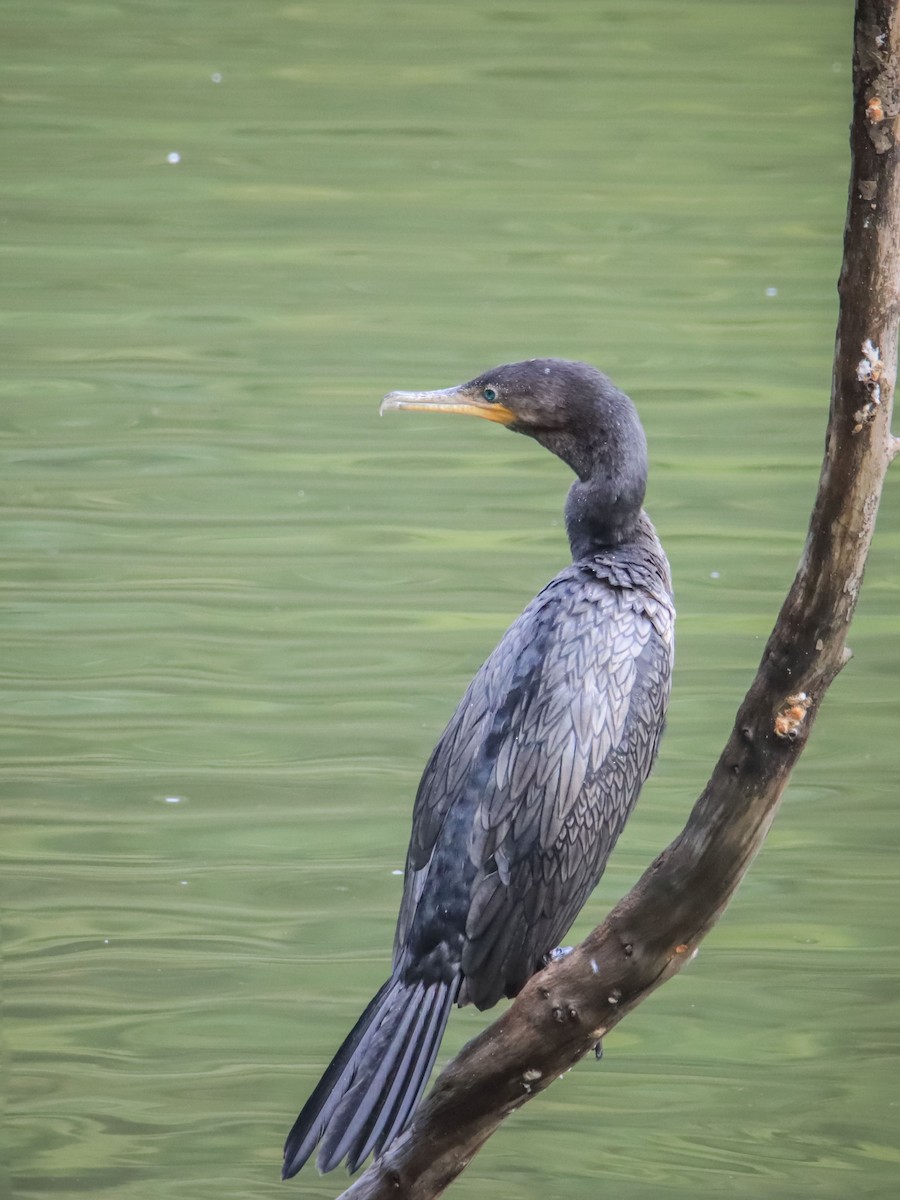 Neotropic Cormorant - ML613961232