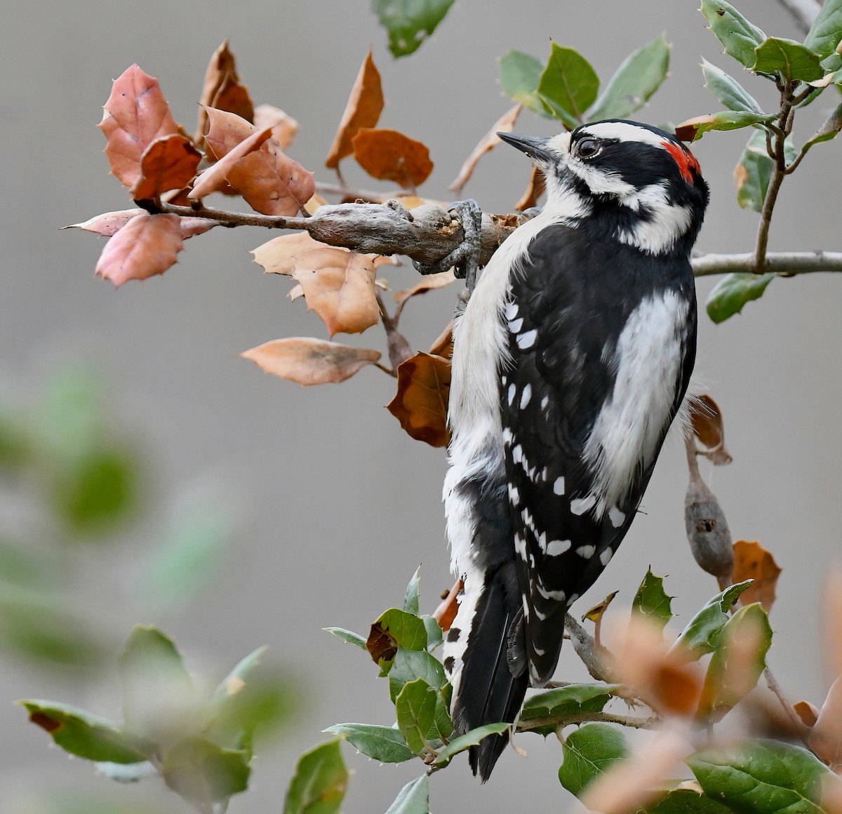 Downy Woodpecker - ML613961239