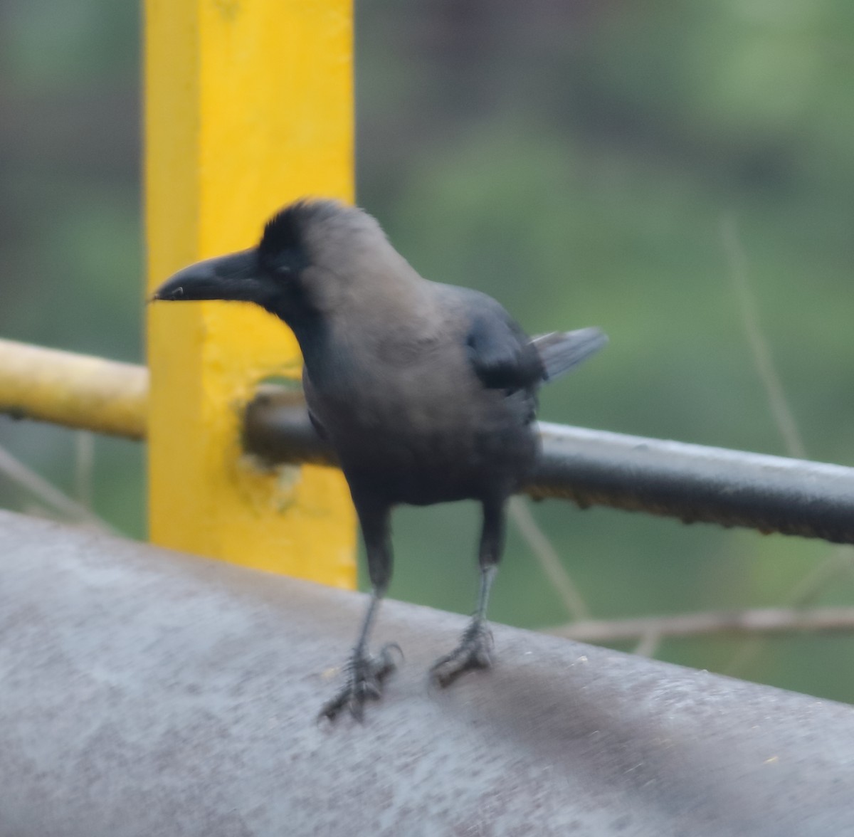 House Crow - ML613961250