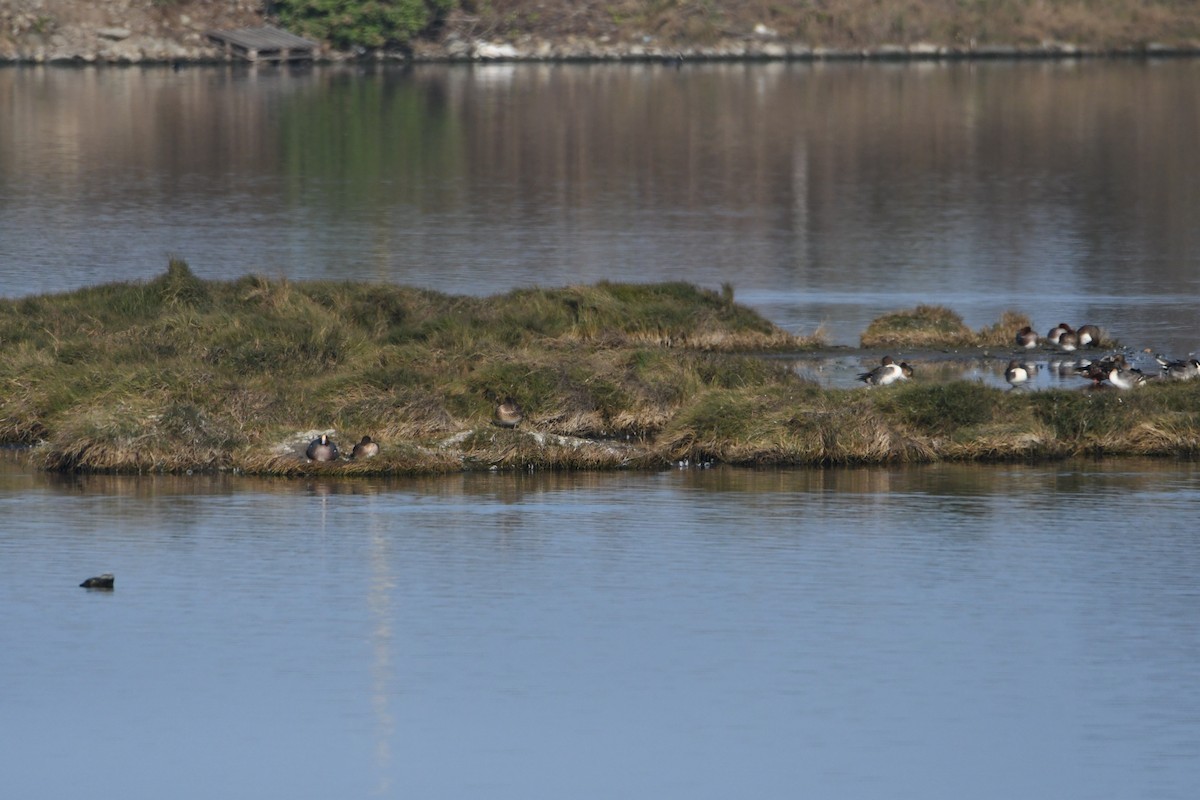 Eurasian Wigeon - 品諭 陳