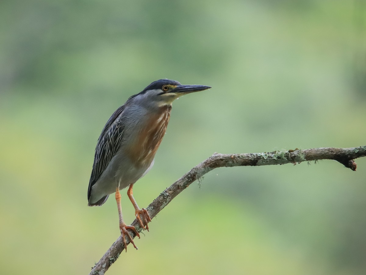 Striated Heron - ML613961316