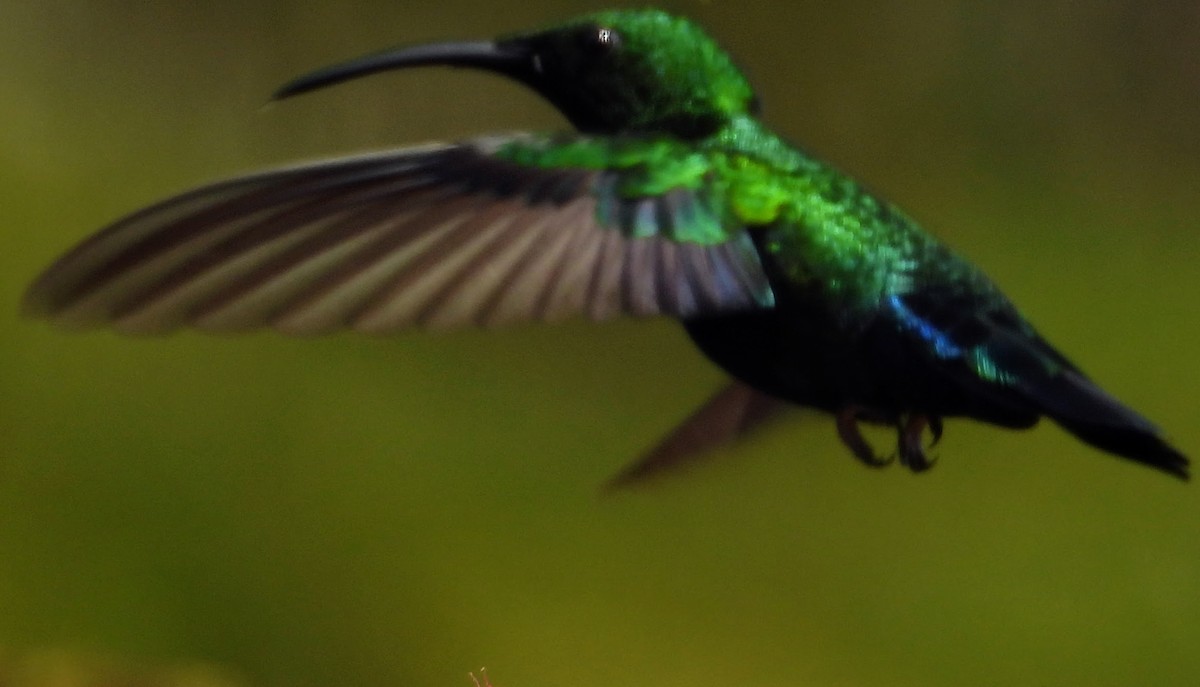 Blaustern-Antillenkolibri - ML613961366