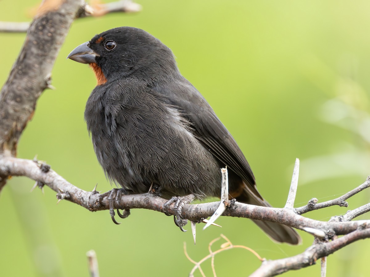 Lesser Antillean Bullfinch - ML613961368