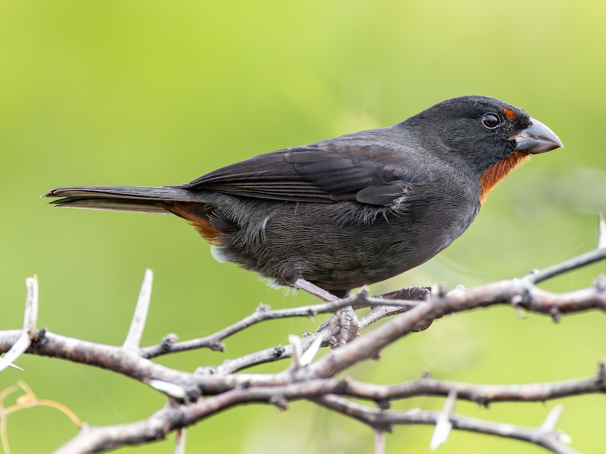 Lesser Antillean Bullfinch - ML613961369