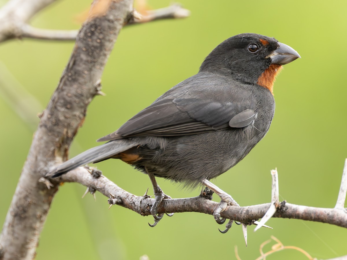 Lesser Antillean Bullfinch - ML613961370